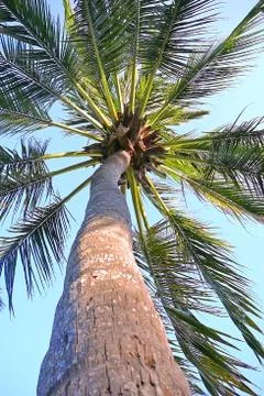 Palm tree Stock Photos