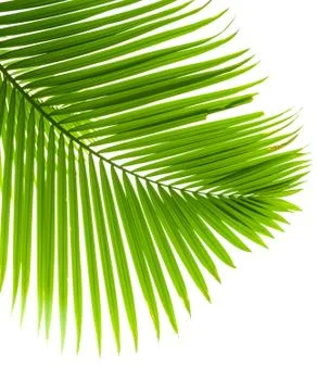 Palm tree Stock Photos