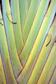 Palm Tree Foto stock