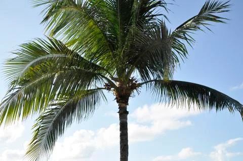 Palm Tree Stock Photos