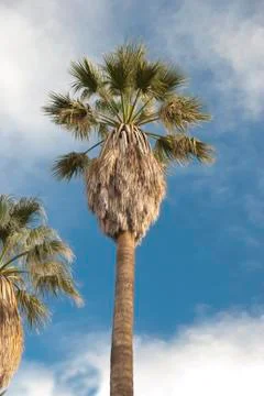 The palm tree Stock Photos