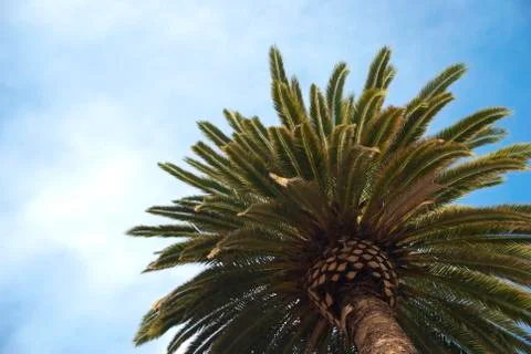 The palm tree Stock Photos