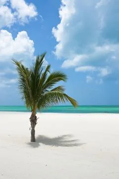 Palm tree Foto stock