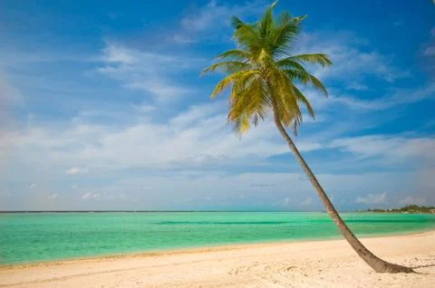 Palm tree Stock Photos