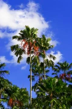 Palm tree. Foto stock