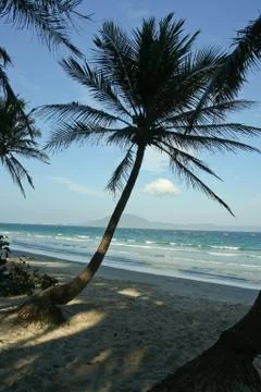 Palm tree Stock Photos