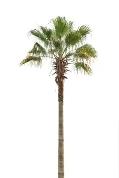 Palm tree Stock Photos