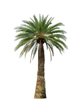Palm tree Stock Photos