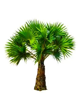 Palm tree Stock Photos