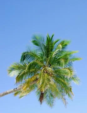 Palm tree Stock Photos