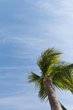 Palm tree Stock Photos