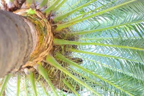 Palm tree Stock Photos