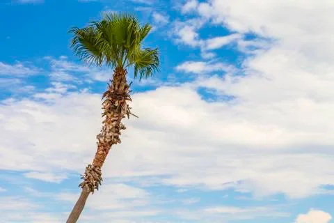Palm tree Stock Photos