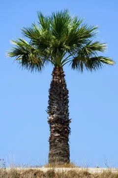 Palm tree 스톡 사진