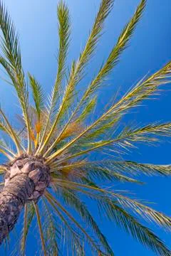 Palm tree Foto stock