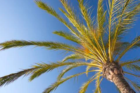 Palm tree Stock Photos