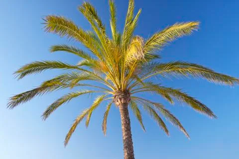 Palm tree Stock Photos