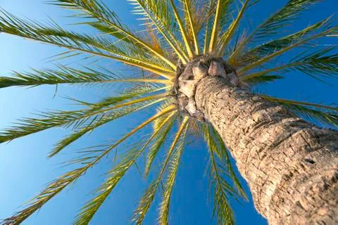 Palm tree Stock Photos