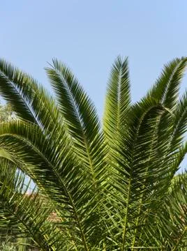 Palm tree Stock Photos