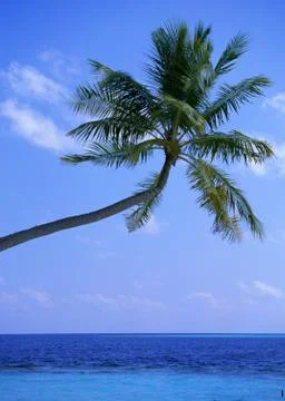 Palm Tree Stock Photos