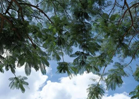 Palm Tree Stock Photos