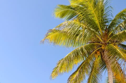 Palm tree Stock Photos