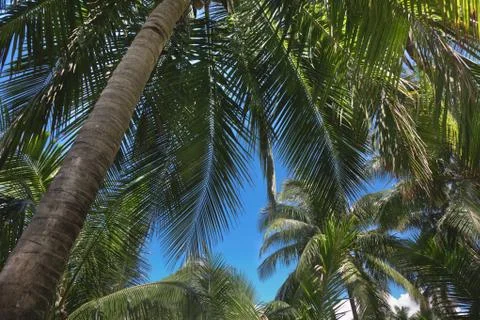 Palm tree Stock Photos