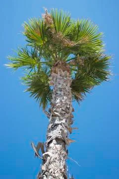 Palm tree Stock-Fotos