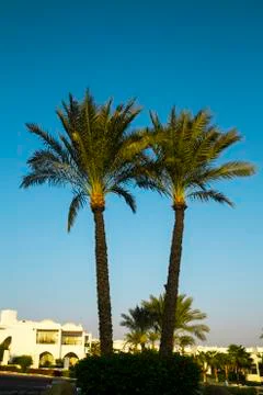 Palm tree Stock Photos