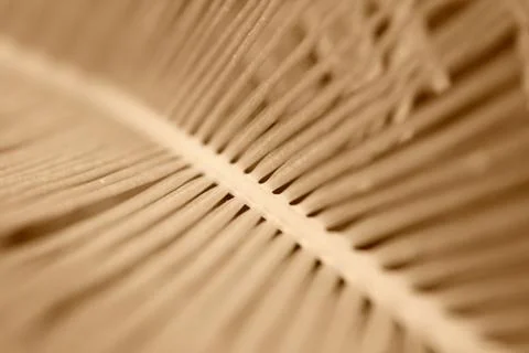 Palm tree Stock Photos