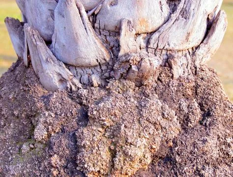 Palm tree Stock Photos