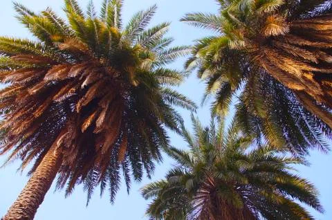 Palm tree Foto stock