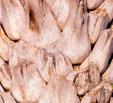 Palm tree Stock Photos