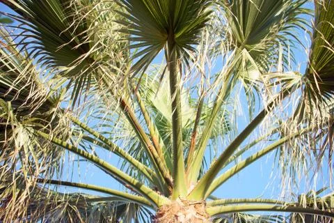 Palm tree Stock Photos