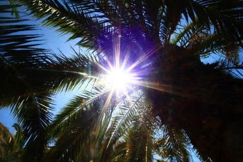 Palm tree Stock Photos