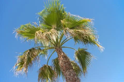 Palm tree Stock Photos