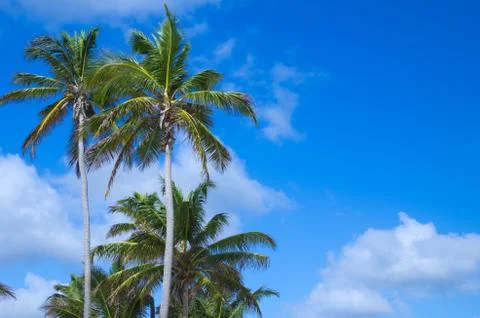 Palm tree Stock-Fotos