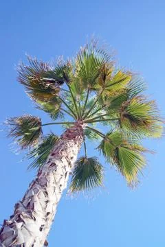 Palm tree Stock-Fotos