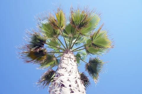 Palm tree Foto stock