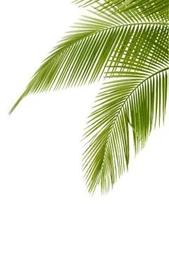 Palm tree Stock Photos