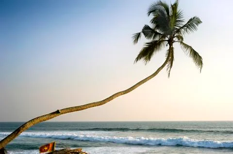 Palm tree Stock Photos