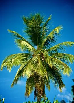 Palm Tree Stock Photos