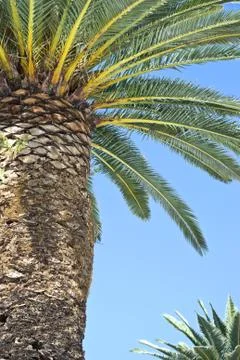Palm tree Stock Photos