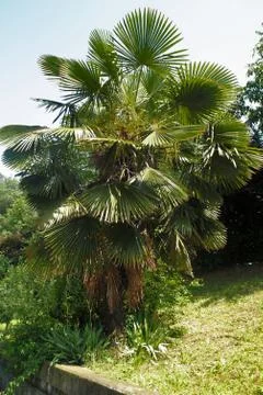 Palm tree Stock Photos