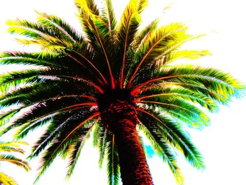 Palm Tree Stock Photos