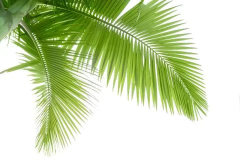Palm tree Foto stock