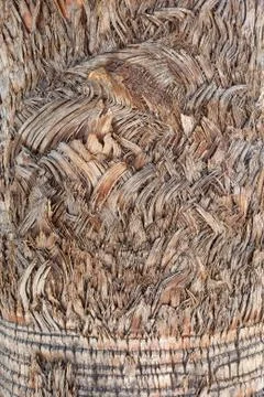 Palm tree Stock Photos