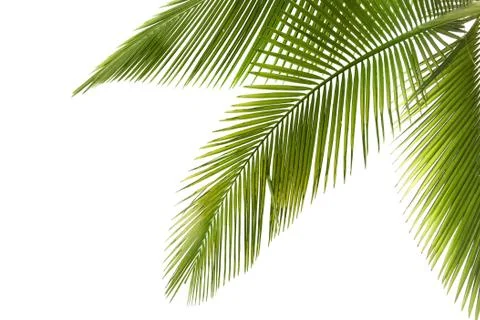 Palm tree Stock Photos