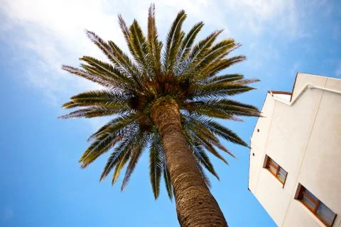 Palm tree Stock Photos