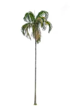 Palm tree Stock Photos